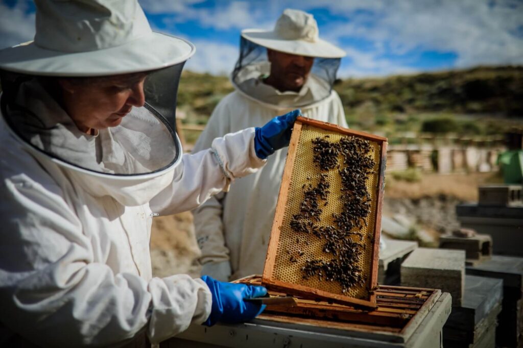 Apicultores trabajando